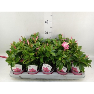 Mandevilla sand. 'Rio Pink'