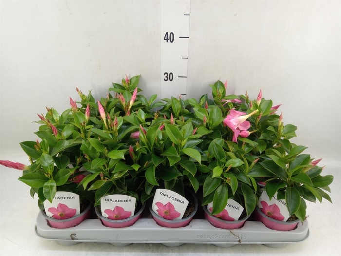 <h4>Mandevilla sand. 'Rio Pink'</h4>