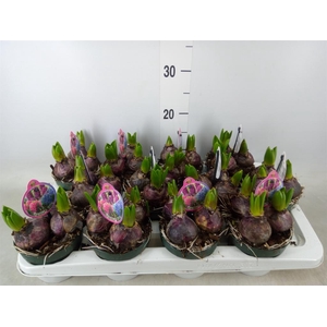 Hyacinthus orie.   ...