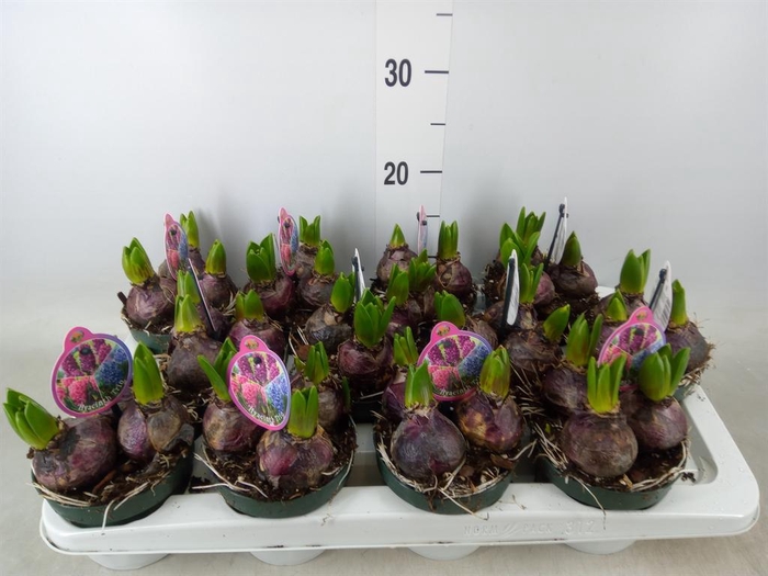 <h4>Hyacinthus orie. ...</h4>