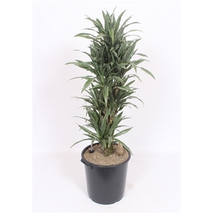 Dracaena Warneckei