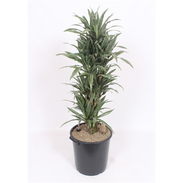 <h4>Dracaena Warneckei</h4>