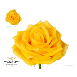 Rosa Premium Lighthouse