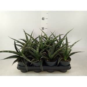 Sansevieria trifa.   ...