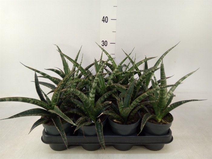 <h4>Sansevieria trifa.   ...</h4>