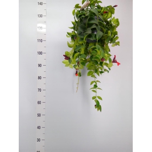 Aeschynanthus  'Mona Lisa'