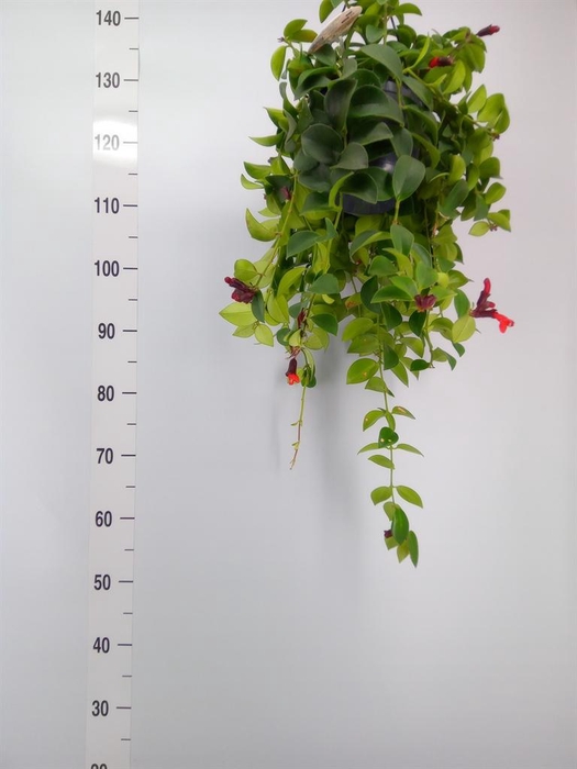 <h4>Aeschynanthus 'Mona Lisa'</h4>