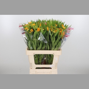 Asclepias Inc. Overig