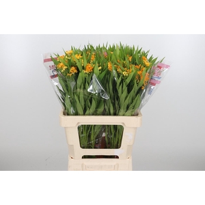 Asclepias Inc. Overig