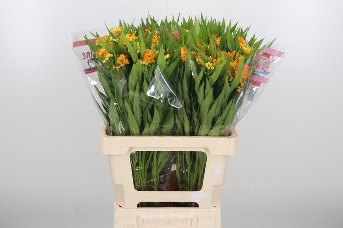 <h4>Asclepias Inc. Overig</h4>
