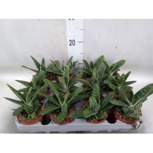 Gasteria  'Little Warty'