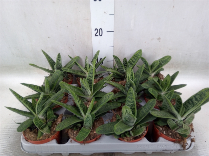 <h4>Gasteria  'Little Warty'</h4>