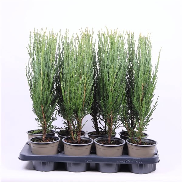 <h4>Juniperus scopulorum 'Blue Arrow'</h4>