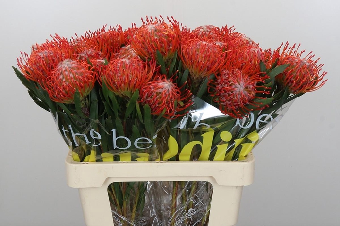 <h4>Nutans Tango</h4>