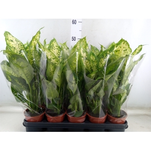 Dieffenbachia  'Compacta'