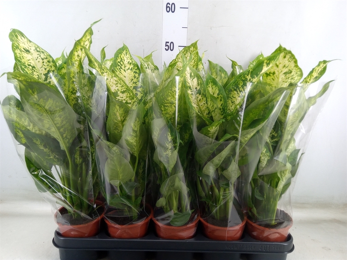 <h4>Dieffenbachia  'Compacta'</h4>
