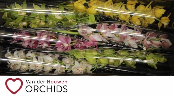 <h4>80 cm gemengd</h4>