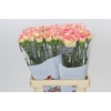 Dianthus St Poirot F.G.