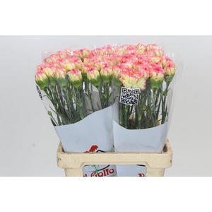 Dianthus St Poirot F.G.