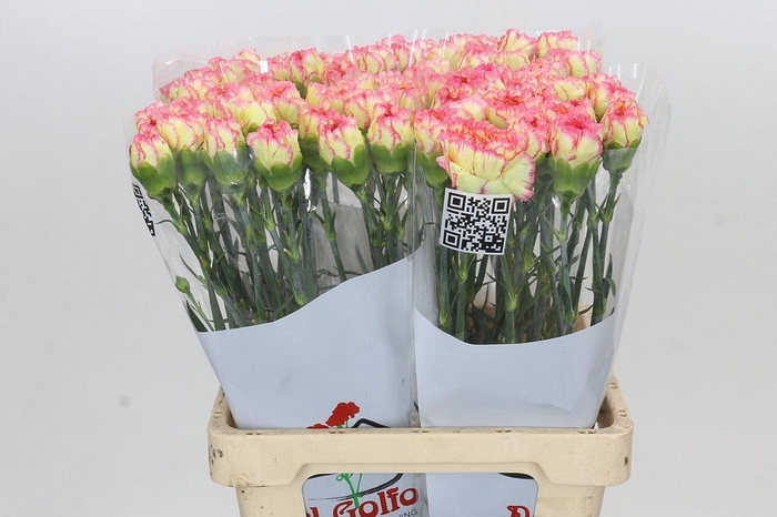 Dianthus St Poirot F.G.