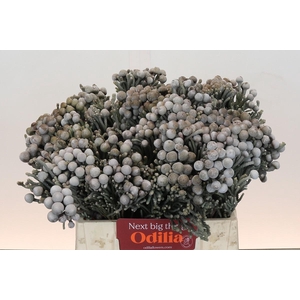 Kaaps Groen Silver Brunia