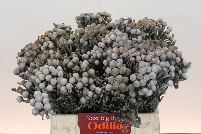 <h4>Kaaps Groen Silver Brunia</h4>