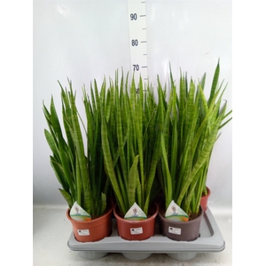 Sansevieria zeylanica 'Greenline'