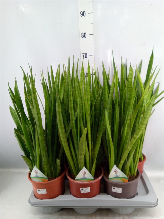 <h4>Sansevieria zeylanica 'Greenline'</h4>