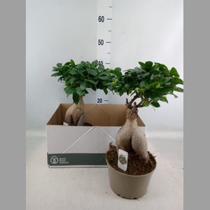 Ficus microcarpa 'Ginseng'