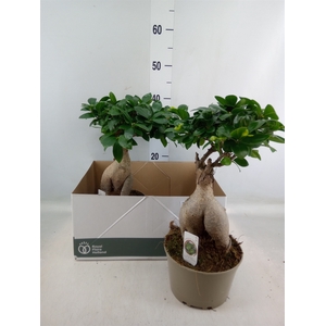 Ficus microcarpa 'Ginseng'