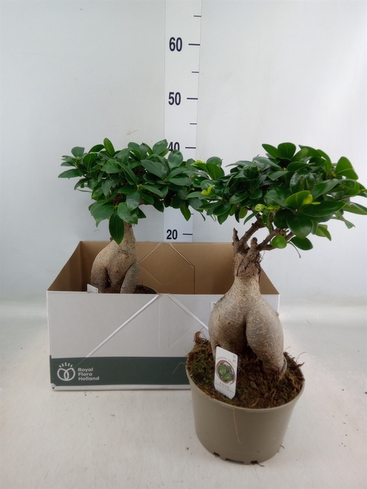 <h4>Ficus microcarpa 'Ginseng'</h4>