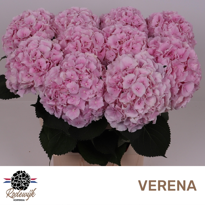 <h4>Hydr M Ch Verena</h4>