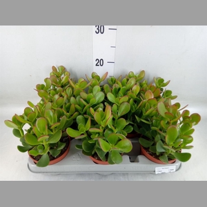 Crassula ovata