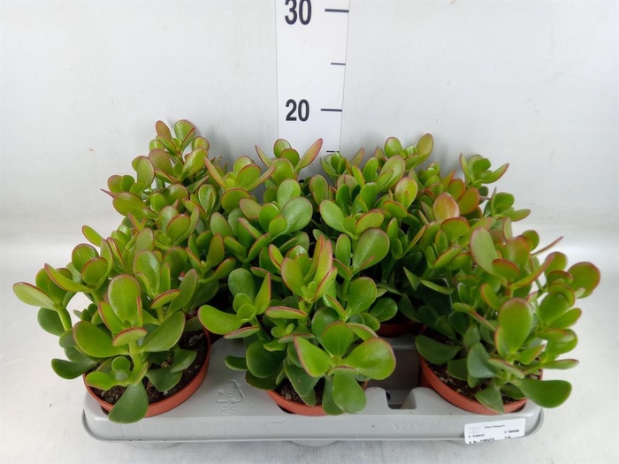 <h4>Crassula ovata</h4>