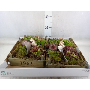 Arr.  Sempervivum L%