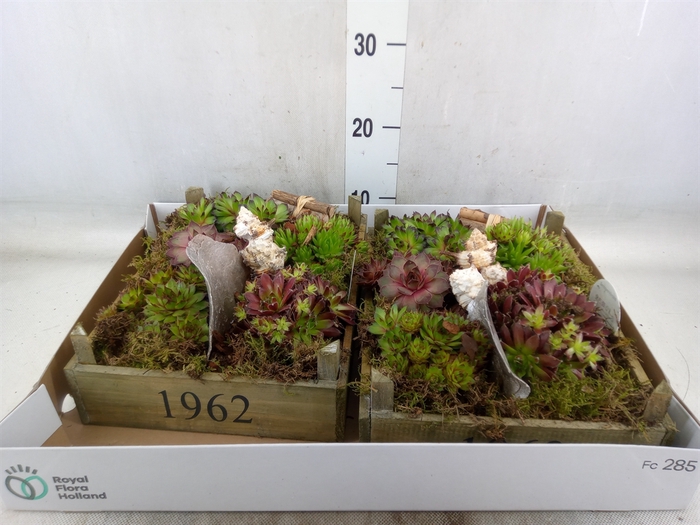 <h4>Arr.  Sempervivum L%</h4>