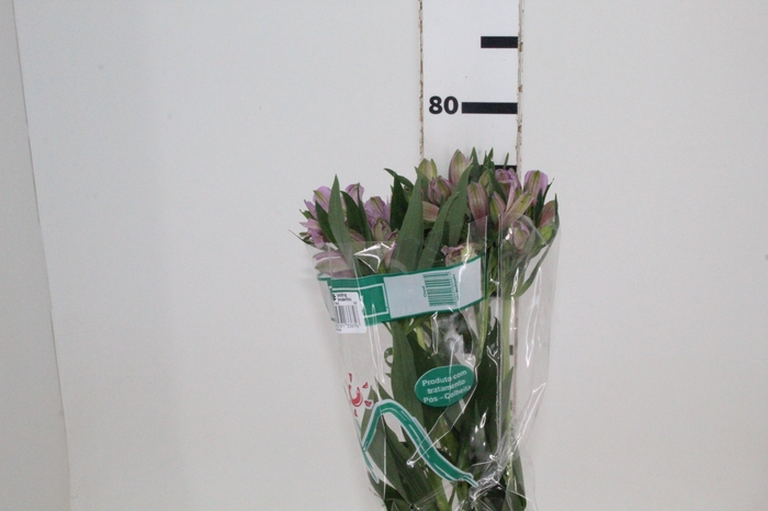 <h4>ALSTROEMERIA PLATINA 080 CM</h4>