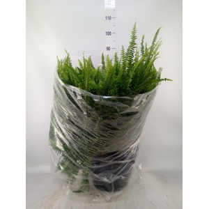 Nephrolepis exal. 'Green Lady'