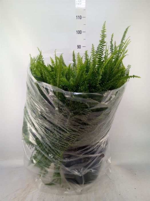 <h4>Nephrolepis exal. 'Green Lady'</h4>