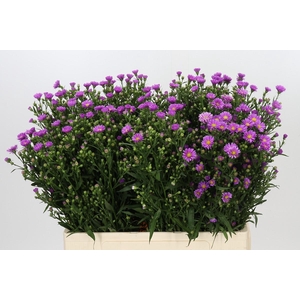 Aster Casarosa