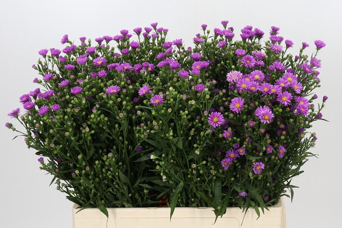 <h4>Aster Casarosa</h4>