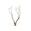 Syringa Branch Super Oosterhuis