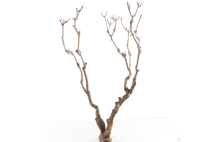 Syringa Branch Super Oosterhuis