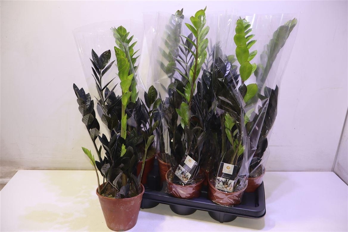 <h4>Zamio Raven</h4>