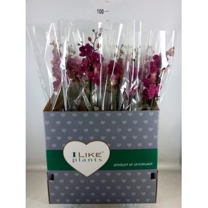 Phalaenopsis  'Ant Montreux'