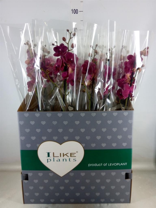 <h4>Phalaenopsis 'Ant Montreux'</h4>