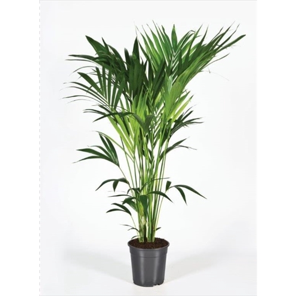 <h4>Howea forsteriana 140cm (Kentia)</h4>