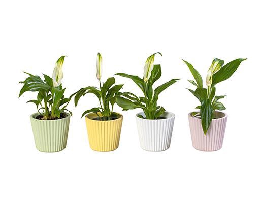 <h4>SPATHIPHYLLUM P6 L 65921</h4>