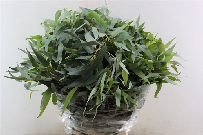 <h4>Euca Gloria Maria 300gr Pbs</h4>