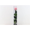 Ro Pres Stem 50cm Pink Dusty